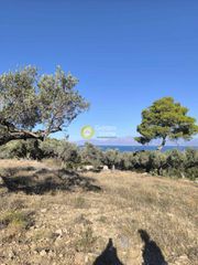 Αγροτεμάχια 22.000 τ.μ. προς πώληση, Καβαλλιανή-thumb-4