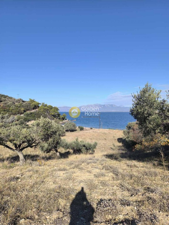 Αγροτεμάχια 22.000 τ.μ. προς πώληση, Καβαλλιανή