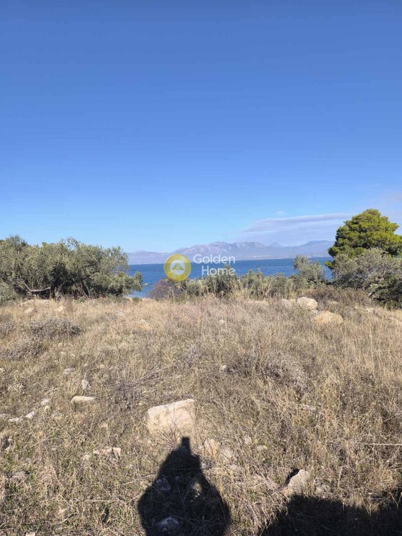 Αγροτεμάχια 22.000 τ.μ. προς πώληση, Καβαλλιανή