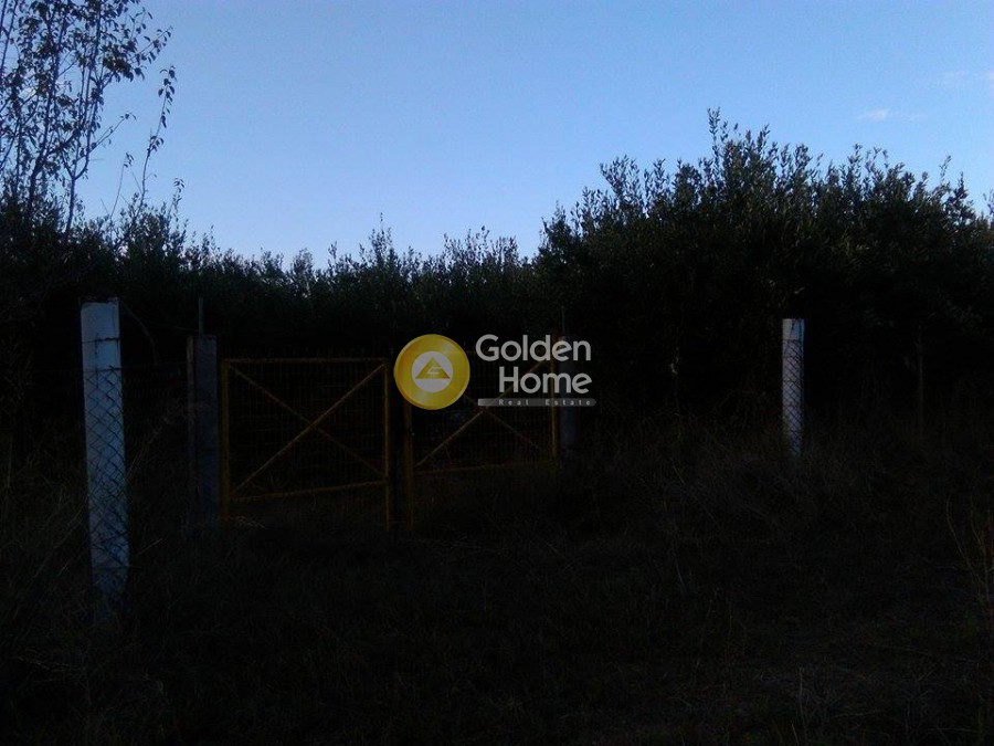 Αγροτεμάχια 2.500 τ.μ. προς πώληση, Νέος Πύργος Ωρεών