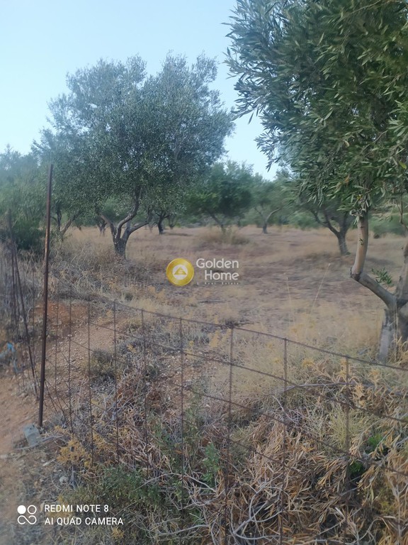 Οικόπεδο 5.000 τ.μ. προς πώληση, Άγιοι Απόστολοι Δύστου