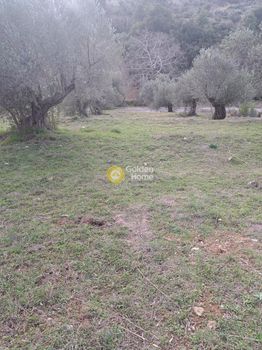 Οικόπεδο 1.000τ.μ. για πώληση-Πολυδένδρι