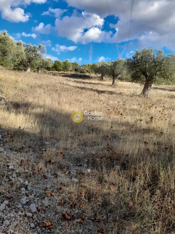 Αγροτεμάχια 4.296 τ.μ. προς πώληση, Σάκκα