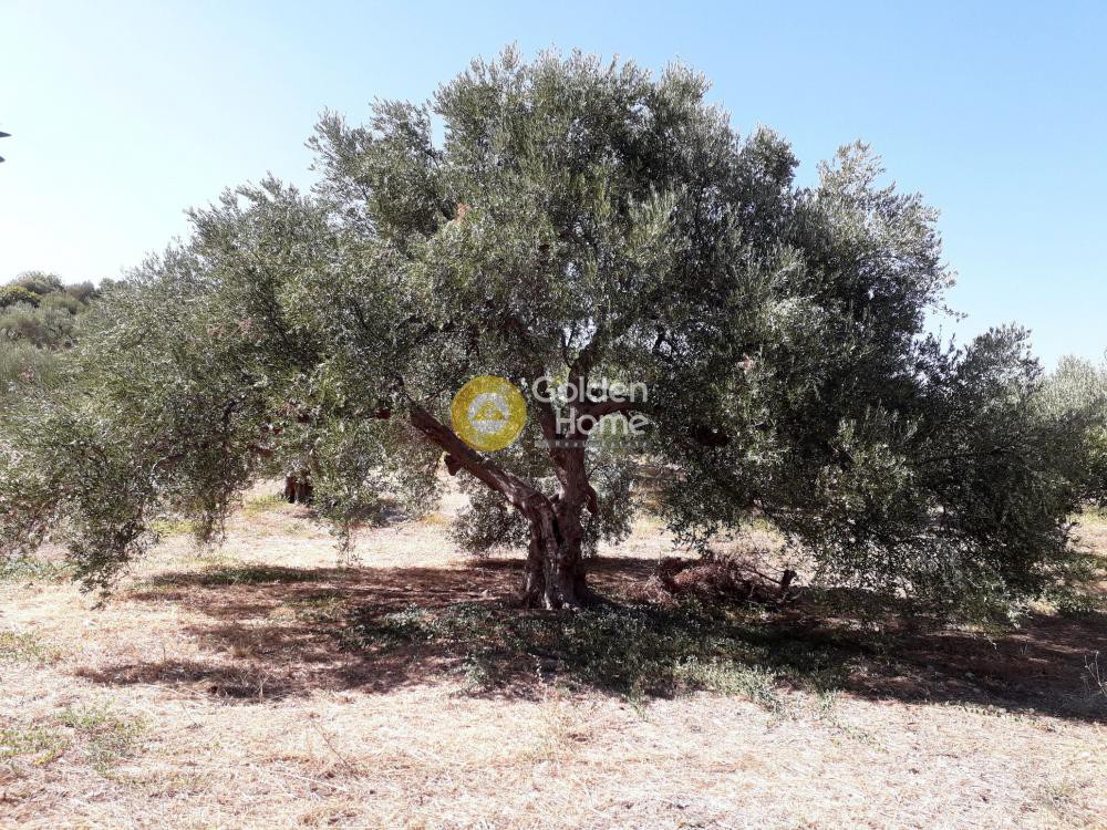 Οικόπεδο 7.700 τ.μ. προς πώληση, Άπτερα