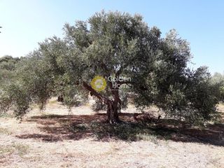 Οικόπεδο 7.700 τ.μ. για πώληση, Ν. Χανίων, Σούδα-thumb-3