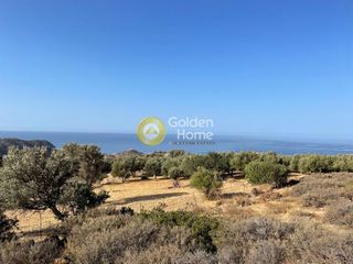 Αγροτεμάχια 9.357 τ.μ. για πώληση