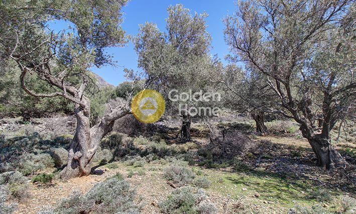 Οικόπεδο 4.819 τ.μ. προς πώληση, Καψοδάσος