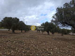 Αγροτεμάχια 6.429 τ.μ. προς πώληση