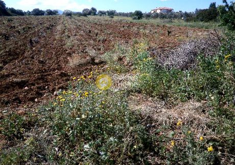 Αγροτεμάχια 2.020τ.μ. για πώληση-Σπάτα » Ήμερος πεύκος