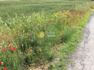 Αγροτεμάχια 4.930 τ.μ. για πώληση
