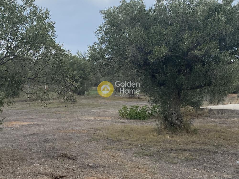 Αγροτεμάχια 5.190 τ.μ. προς πώληση, Δροσιά Ανθηδώνος