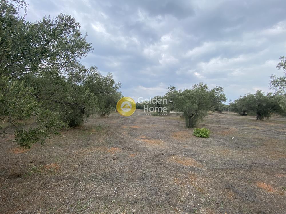 Αγροτεμάχια 5.190 τ.μ. προς πώληση, Δροσιά Ανθηδώνος