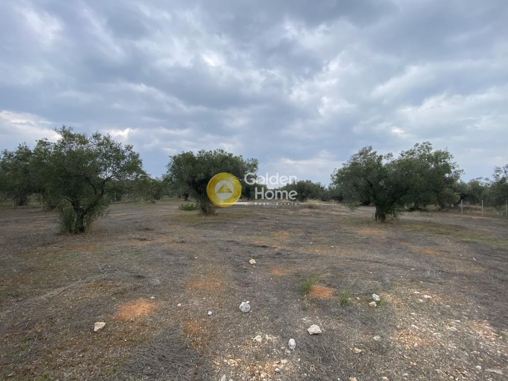 Αγροτεμάχια 5.190 τ.μ. προς πώληση, Δροσιά Ανθηδώνος