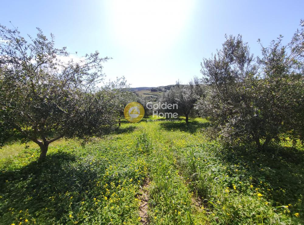 Οικόπεδο 2.004 τ.μ. προς πώληση, Σίλαμος
