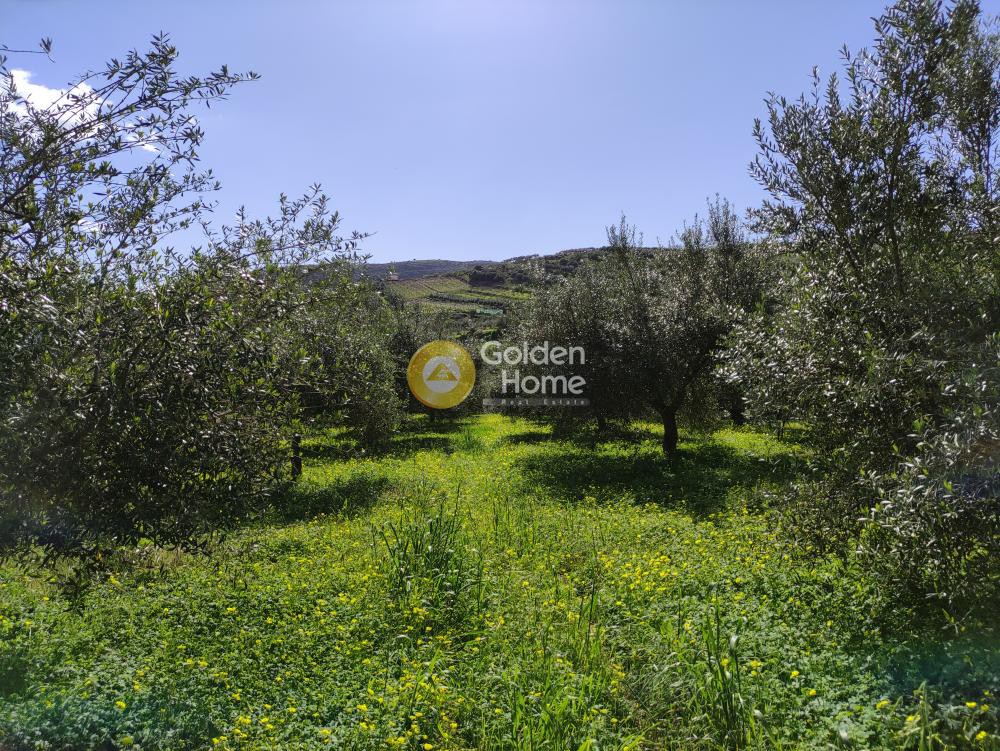 Οικόπεδο 2.004 τ.μ. προς πώληση, Σίλαμος