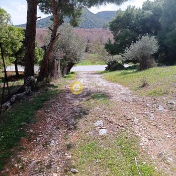 Αγροτεμάχια 10.000τ.μ. για πώληση-Αρτέμιδα (λούτσα) » Βραυρώνα