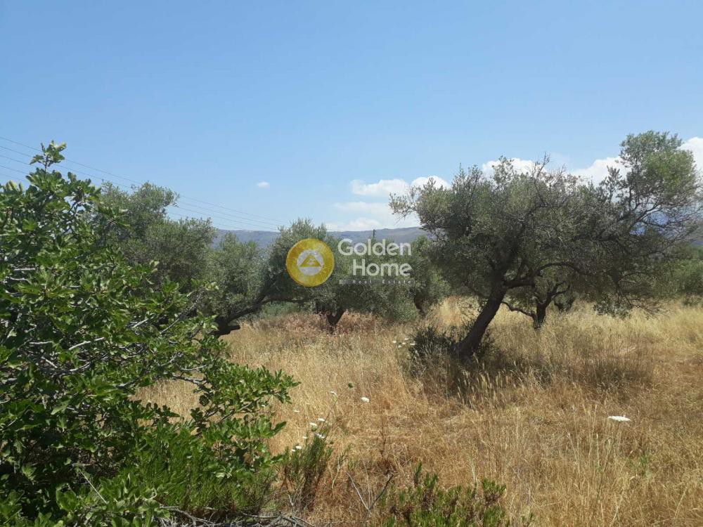 Οικόπεδο 16.200 τ.μ. προς πώληση, Βαμβακόπουλο