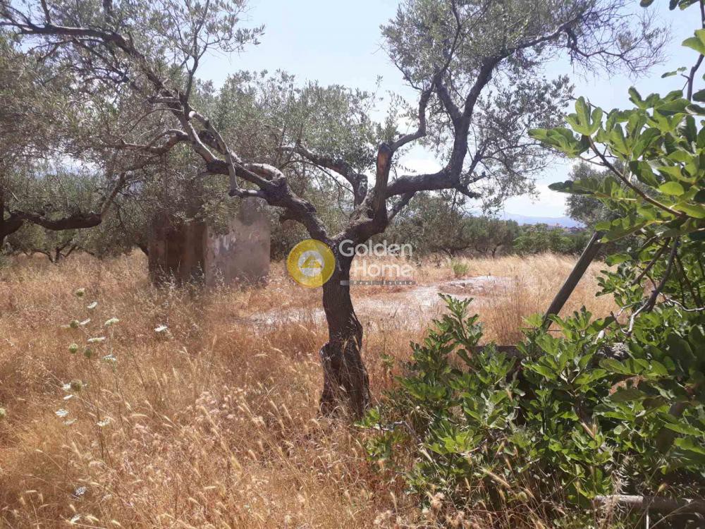 Οικόπεδο 16.200 τ.μ. προς πώληση, Βαμβακόπουλο