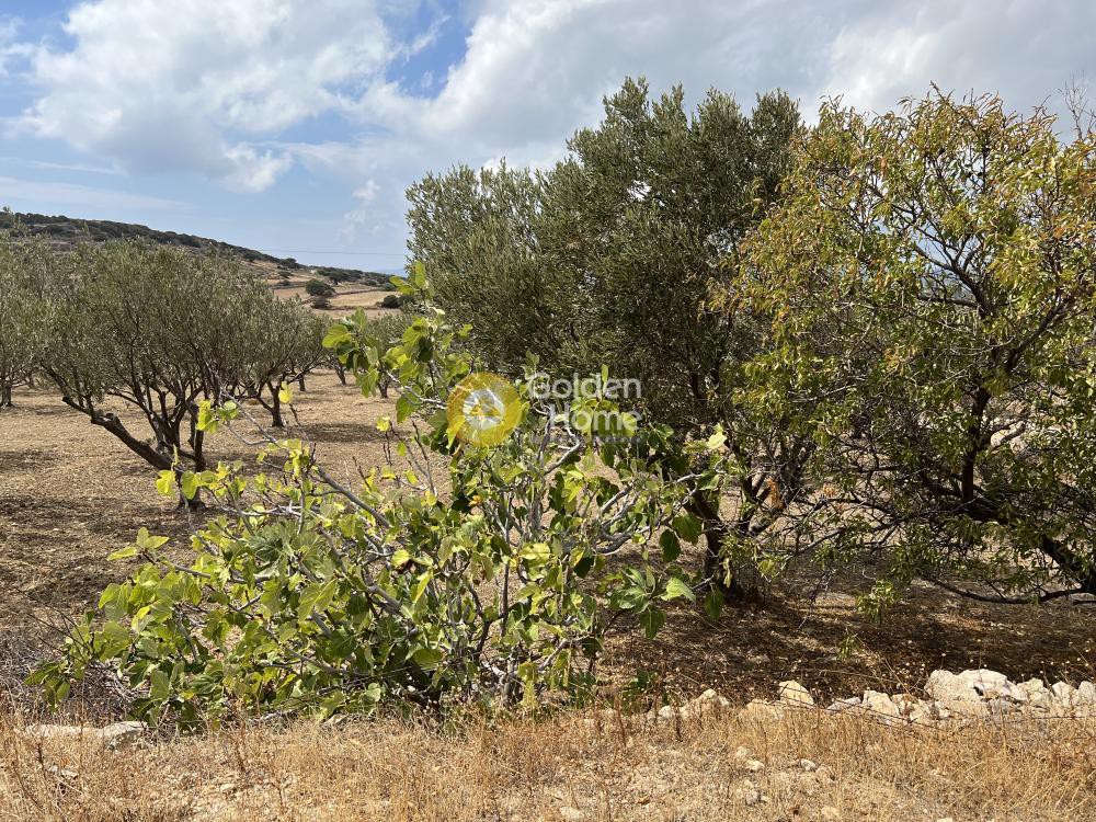 Αγροτεμάχια 4.010 τ.μ. προς πώληση, Αγκαιριά
