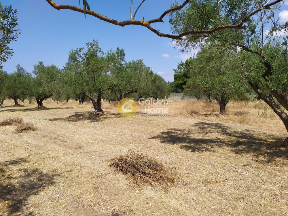 Οικόπεδο 6.000 τ.μ. προς πώληση, Δροσιά Ανθηδώνος