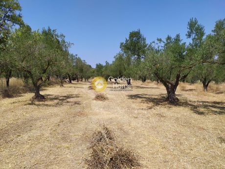 Οικόπεδο 6.000τ.μ. για πώληση-Ανθηδώνος » Δροσιά