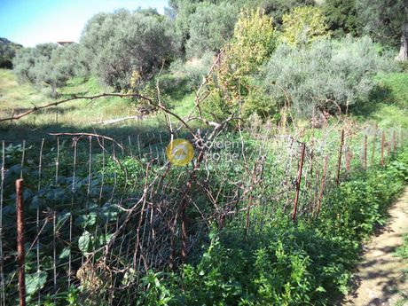 Parcel 10.800sqm for sale-Erineo » Ziria