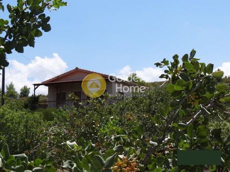 Μονοκατοικία 50τ.μ. για πώληση-Ωρωπός » Νέο συκάμινο