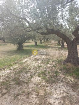 Αγροτεμάχια 3.203τ.μ. για πώληση-Κερατέα » Ρουντζέρι λεμπρού