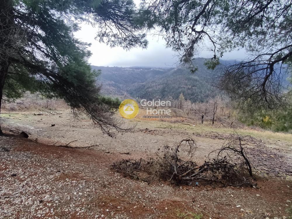 Οικόπεδο 199.000 τ.μ. προς πώληση, Κέντρο Νηλέως