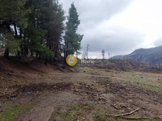 Land plot 199.000 sqm for sale