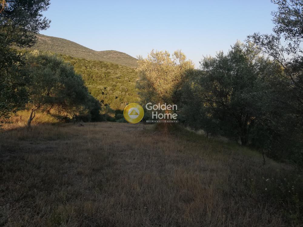 Αγροτεμάχια 15.000 τ.μ. προς πώληση, Πολυνέρι Συβότων