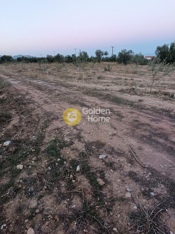 Αγροτεμάχια 3.830 τ.μ. προς ενοικίαση, Αθήνα - Ανατολικά Προάστια, Κορωπί