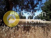 Αγροτεμάχια 13.886 τ.μ. προς πώληση, Φούρκα Κασσάνδρας