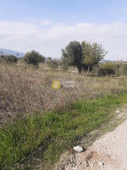 Αγροτεμάχια 5.500 τ.μ. προς ενοικίαση