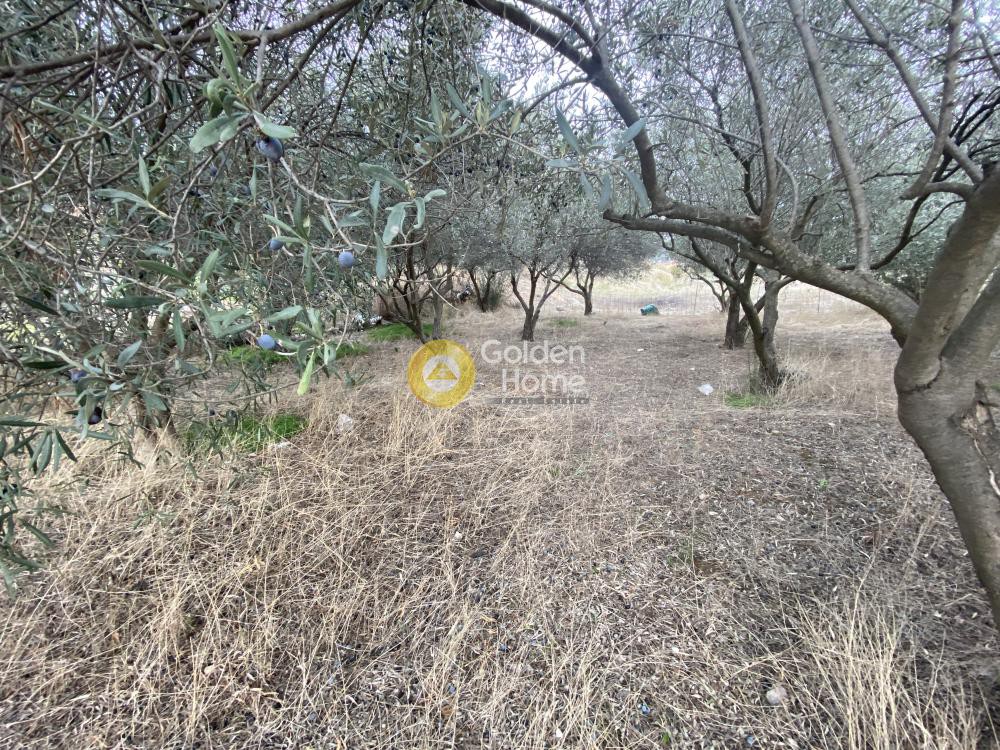Αγροτεμάχια 384 τ.μ. προς πώληση, Έξω Παναγίτσα
