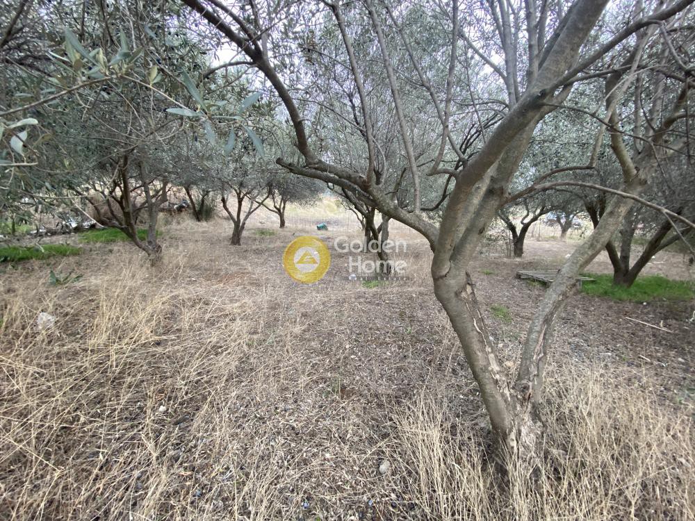 Αγροτεμάχια 384 τ.μ. προς πώληση, Έξω Παναγίτσα