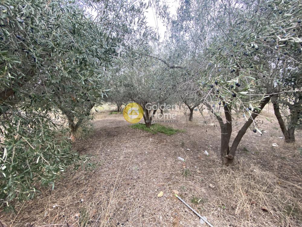 Αγροτεμάχια 384 τ.μ. προς πώληση, Έξω Παναγίτσα