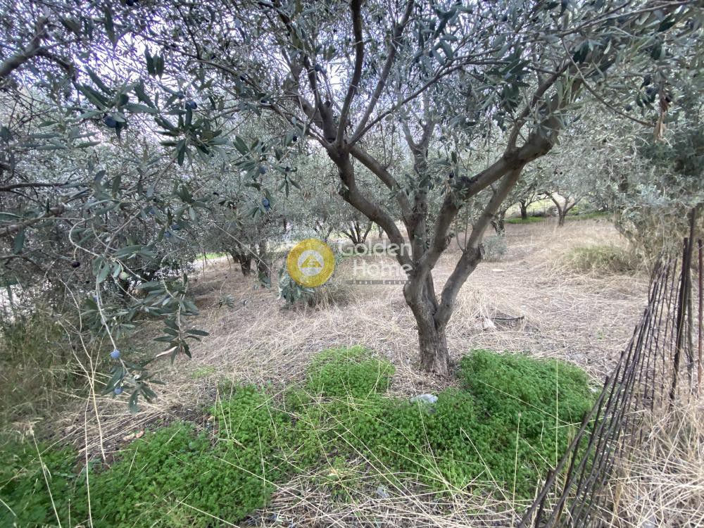 Αγροτεμάχια 384 τ.μ. προς πώληση, Έξω Παναγίτσα