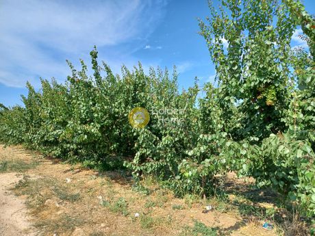 Αγροτεμάχια 470.000τ.μ. για ενοικίαση-Λέρνα » Σπηλιωτάκης