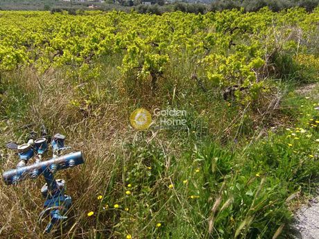 Αγροτεμάχια 2.027τ.μ. για πώληση-Τετραχώρι » Νέο βενεράτο