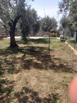 Οικόπεδο 430τ.μ. για πώληση-Ιτέα » Κίρρα