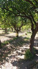 Αγροτεμάχια 480.000 τ.μ. για πώληση, Αργολίδα, Λέρνα-thumb-9