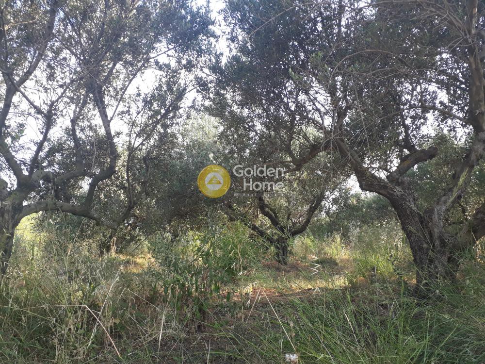 Οικόπεδο 1.265 τ.μ. προς πώληση, Μάλεμε