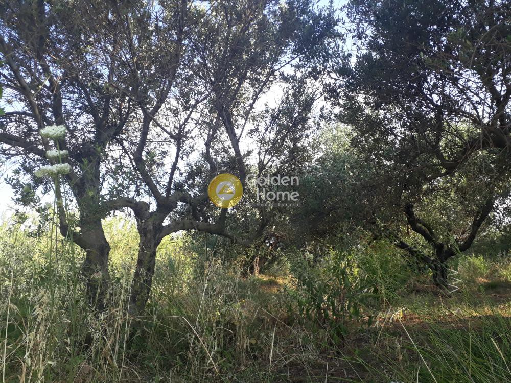 Οικόπεδο 1.265 τ.μ. προς πώληση, Μάλεμε