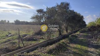 Αγροτεμάχια 11.000 τ.μ. για πώληση