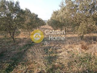 Αγροτεμάχια 15.000 τ.μ. για πώληση