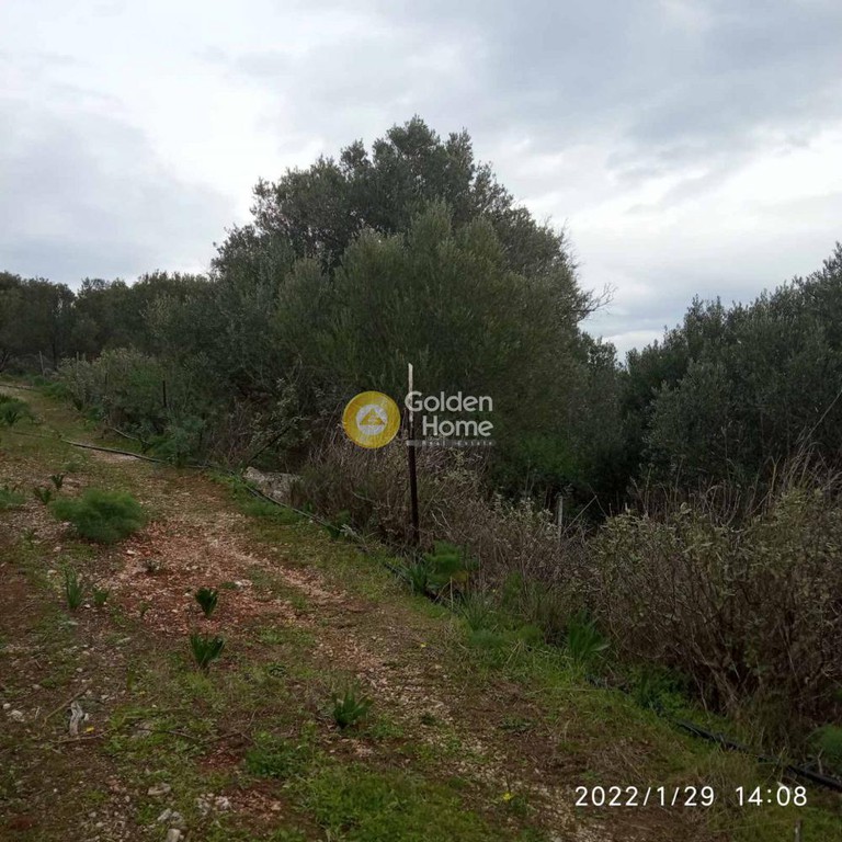 Οικόπεδο 3.151 τ.μ. προς πώληση, Ζαχαριάς