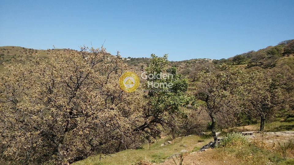 Αγροτεμάχια 16.000 τ.μ. προς πώληση, Οτζιάς