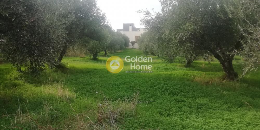 Οικόπεδο 1.072 τ.μ. προς πώληση, Βασιλείες
