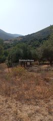 Αγροτεμάχια 6.000 τ.μ. για πώληση, Αχαΐα, Μεσσατίδα-thumb-2